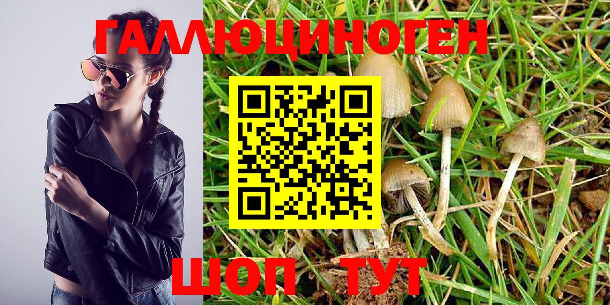 Егорьевск  Псилоцибиновые грибы MAGIC MUSHROOMS  Псилоцибиновые грибы прущие грибы  купить наркотики цена  Вход с VPN 
